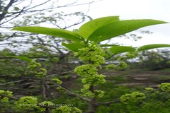 Casearia graveolens
